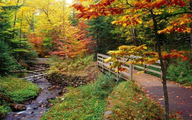Fall Foliage Wallpapers For Desktop