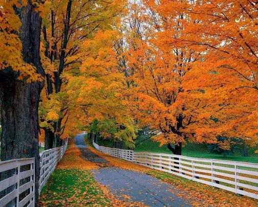 Fall Foliage Wallpapers For Desktop