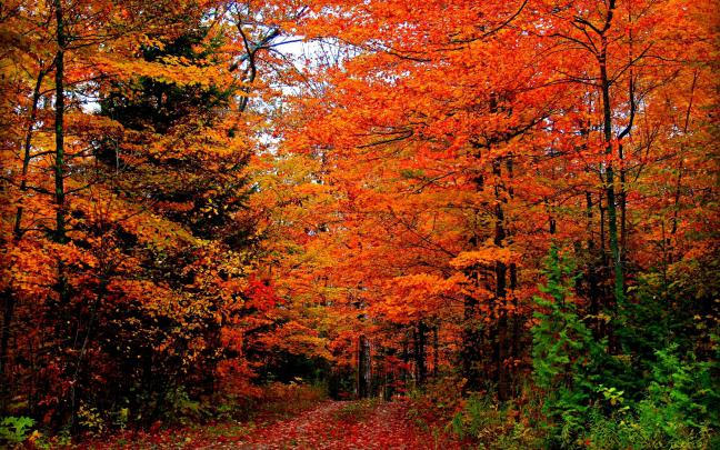 [77+] Free Fall Foliage Wallpaper 