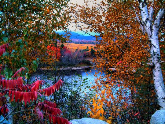 Fall Foliage Wallpapers HD