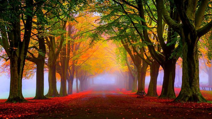 [77+] Free Fall Foliage Wallpaper 