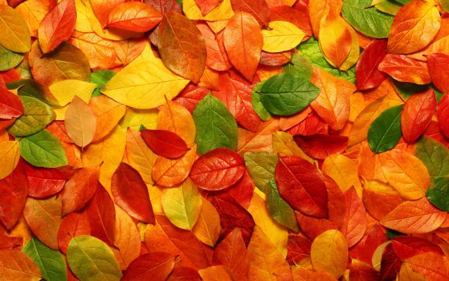 Fall Foliage Wallpapers For Desktop