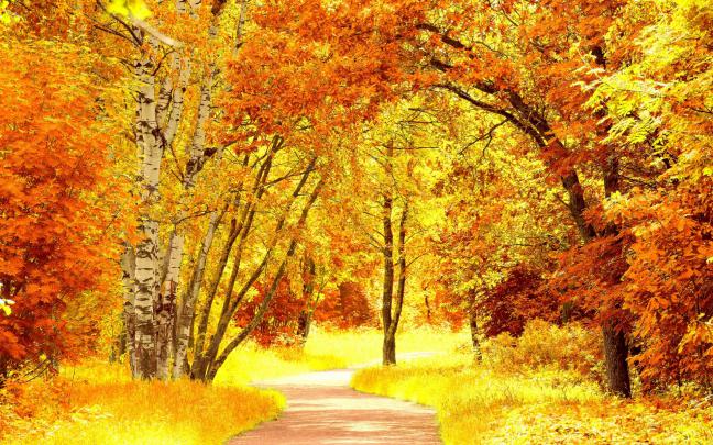 Fall Foliage Wallpapers HD