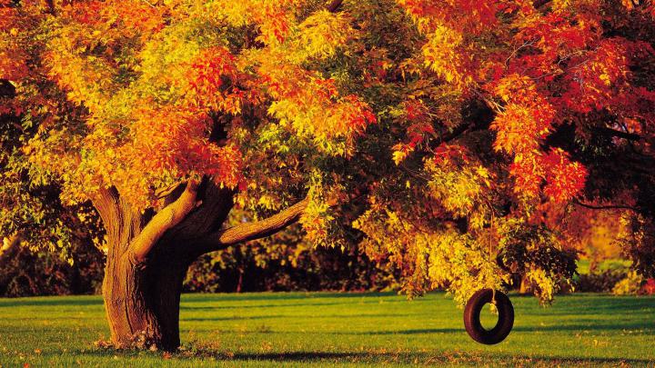 Fall Foliage Wallpaper for Desktop \u00b7\u2460 