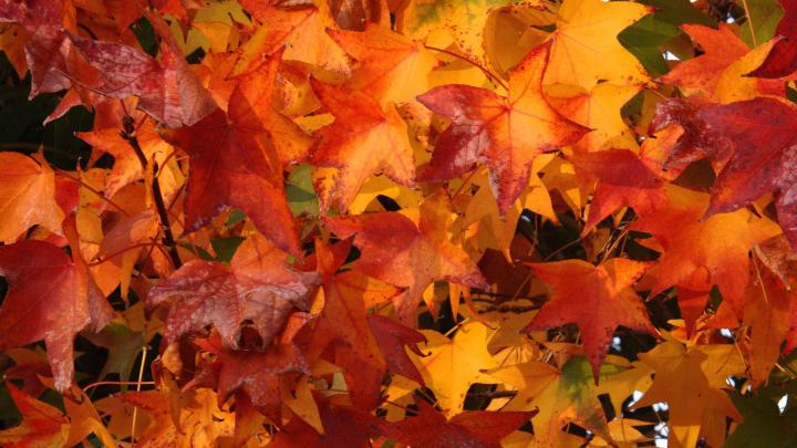 Fall Foliage Wallpapers HD