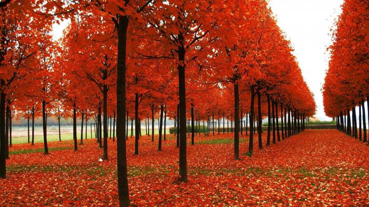 Fall Foliage Desktop Wallpapers