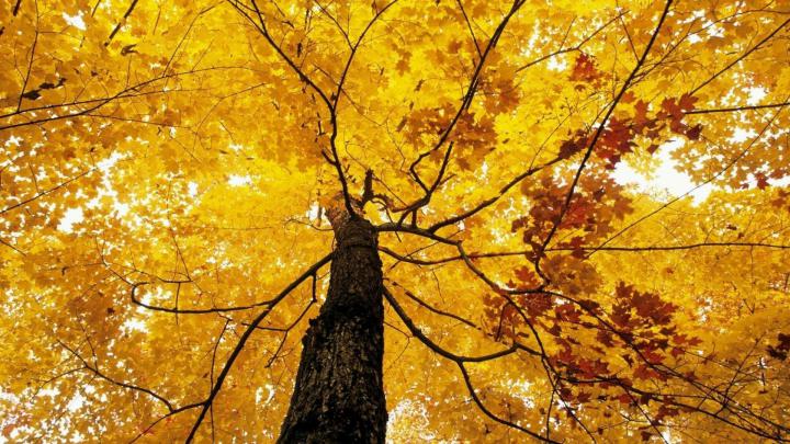 Fall Foliage Wallpaper for Desktop \u00b7\u2460 