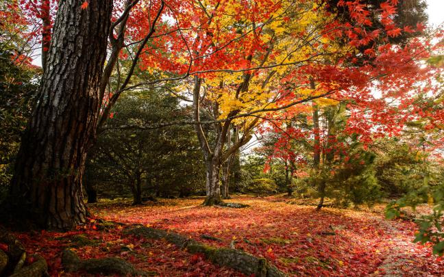 Fall Colors Desktop Wallpaper -