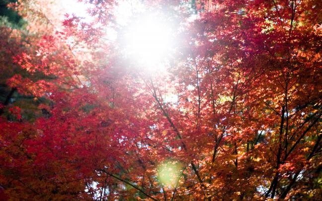 Fall Foliage Wallpaper for Desktop \u00b7\u2460 