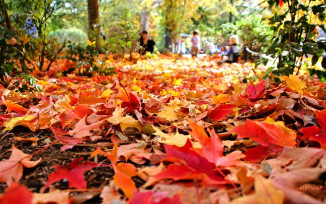 Fall Foliage Wallpapers HD
