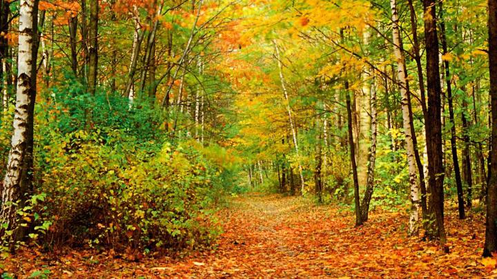 Fall Foliage Wallpaper For Desktop -