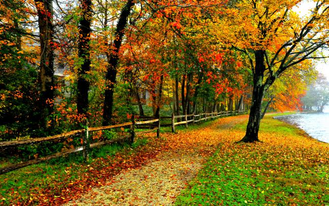[67+] Fall Foliage Backgrounds 