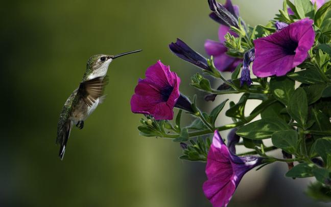 Free Hummingbird Wallpapers