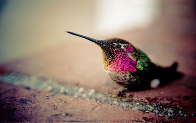 Free Hummingbird Wallpapers