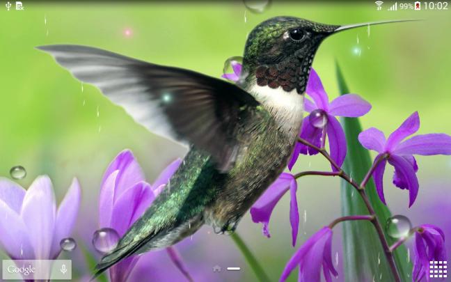 [46+] Free Hummingbird Desktop Wallpaper 
