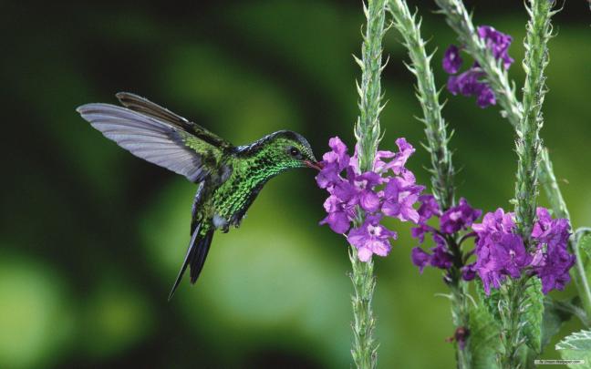 Free Hummingbird Wallpapers