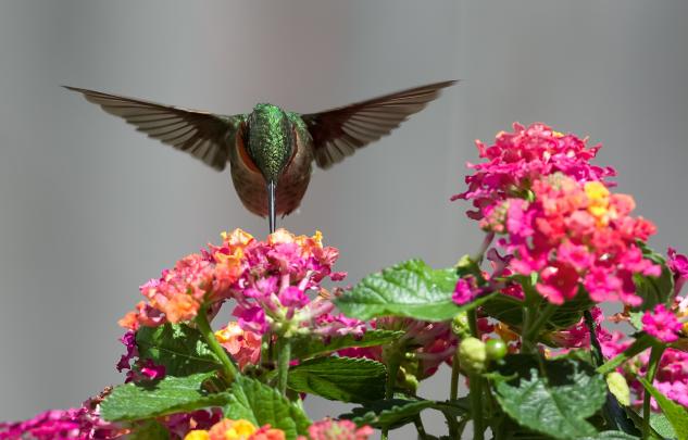 Free Hummingbird Desktop Wallpaper -