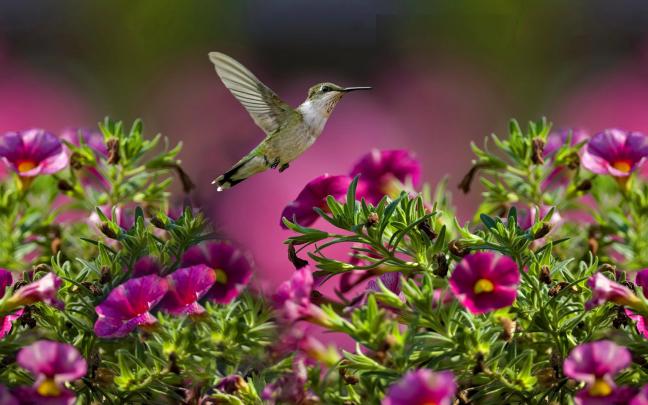 Hummingbird Wallpaper Background (70+ images)