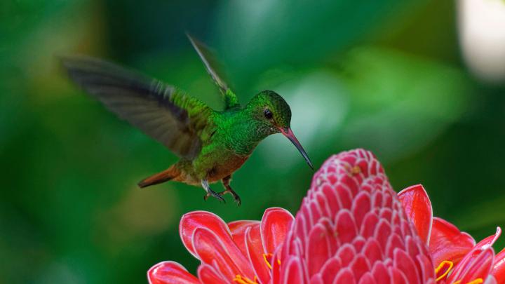Hummingbird 4K wallpapers for your desktop or mobile screen free and 