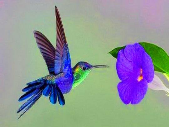 [46+] Free Hummingbird Desktop Wallpaper 