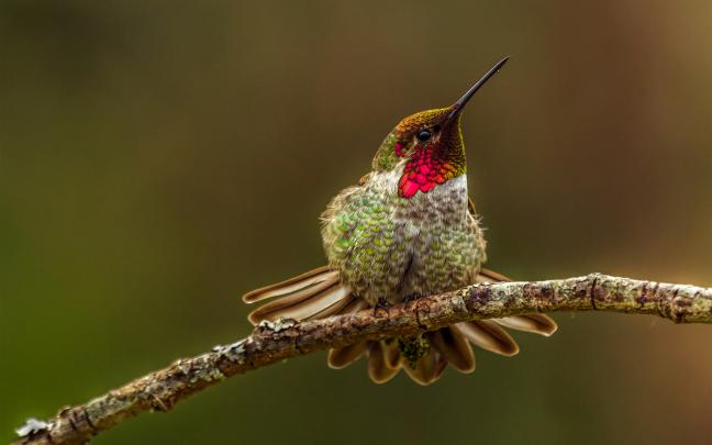 hummingbird wallpaper cute - HD Desktop Wallpapers