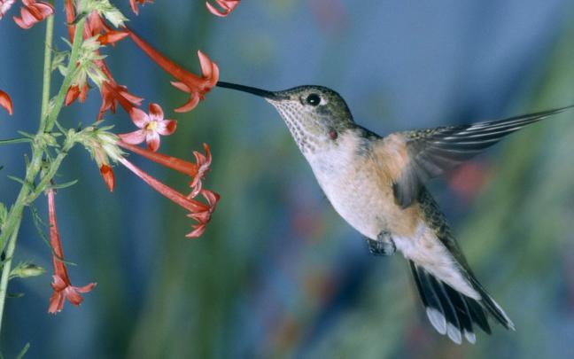 wallpapers: Hummingbird Wallpapers