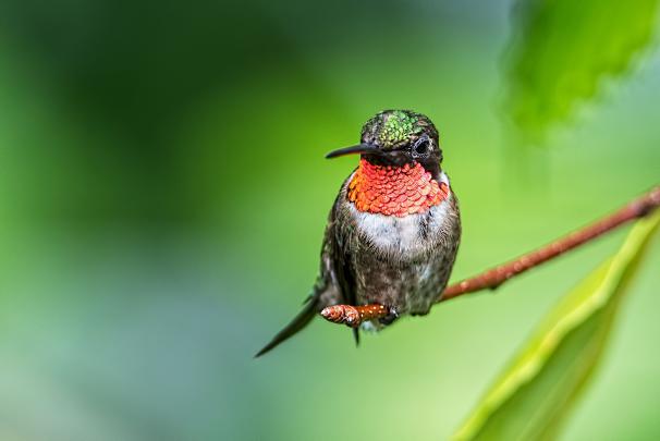 Hummingbird Desktop Wallpaper