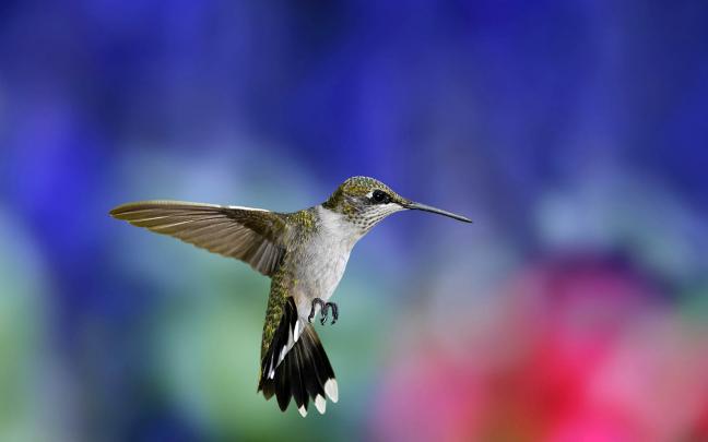 wallpapers: Hummingbird Wallpapers