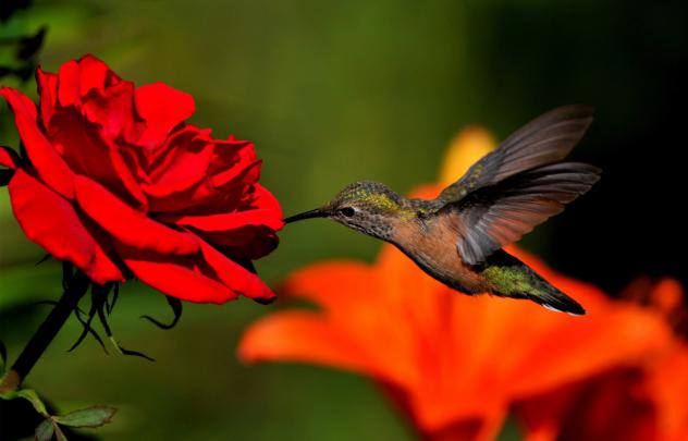 Hummingbird HD Wallpapers | HD Wallpapers (High Definition) | Free 