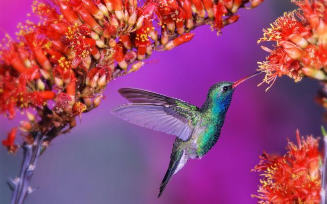Free Hummingbird Wallpapers