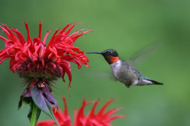Download Free Hummingbird Wallpapers 
