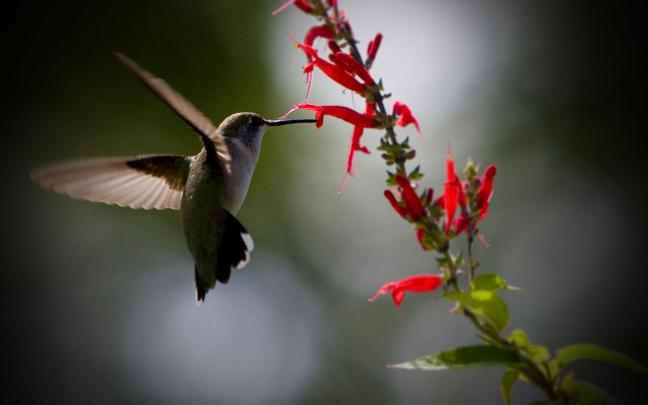hummingbird wallpaper - HD Desktop Wallpapers