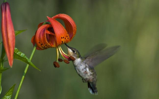 Free Hummingbird Wallpapers