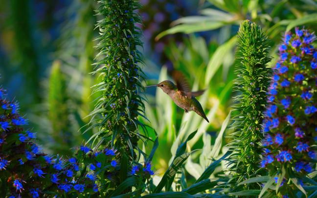 Download Free Hummingbird Wallpapers 