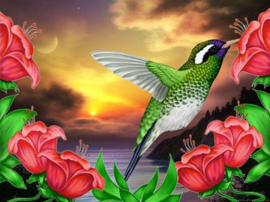 Hummingbird Wallpaper Backgrounds