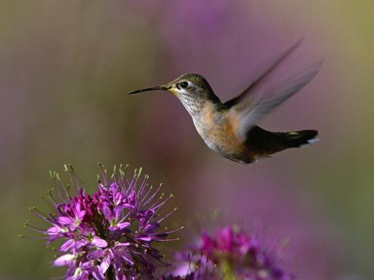 nature, Birds, Hummingbirds Wallpapers HD \/ Desktop and Mobile Backgrounds