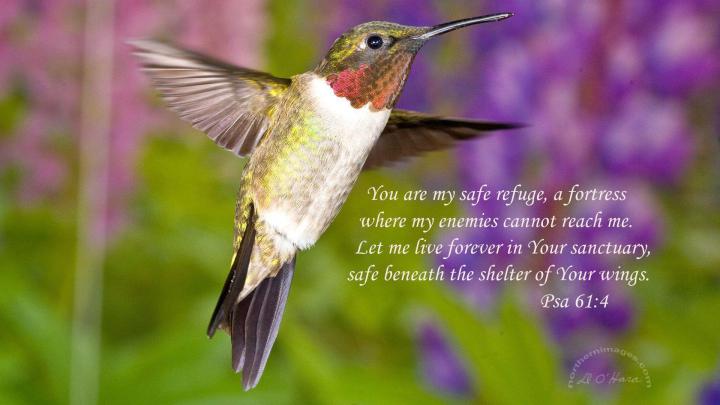 Hummingbirds Wallpapers