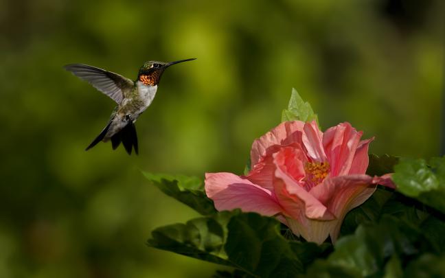 Download Free Hummingbird Wallpapers 