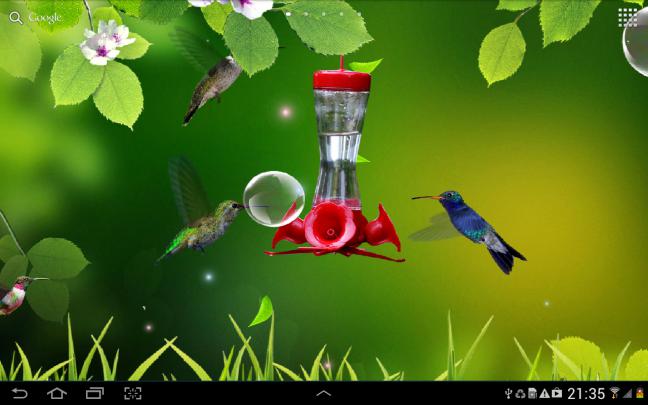 [46+] Free Hummingbird Desktop Wallpaper 