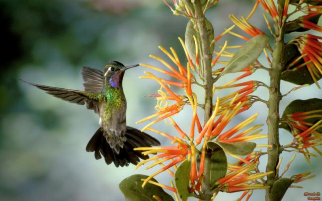 flowers birds hummingbirds watermark 1920x1200 wallpaper \u2013 Animals 