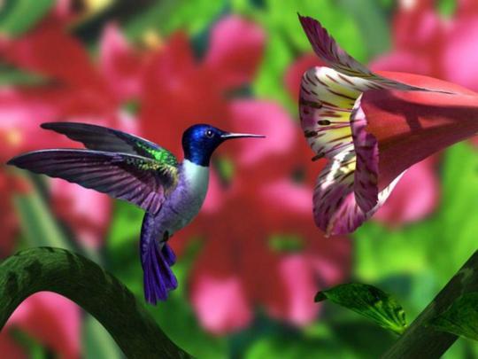 Free Hummingbird Wallpapers