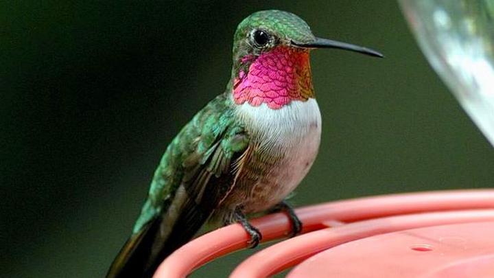 [46+] Free Hummingbird Desktop Wallpaper 