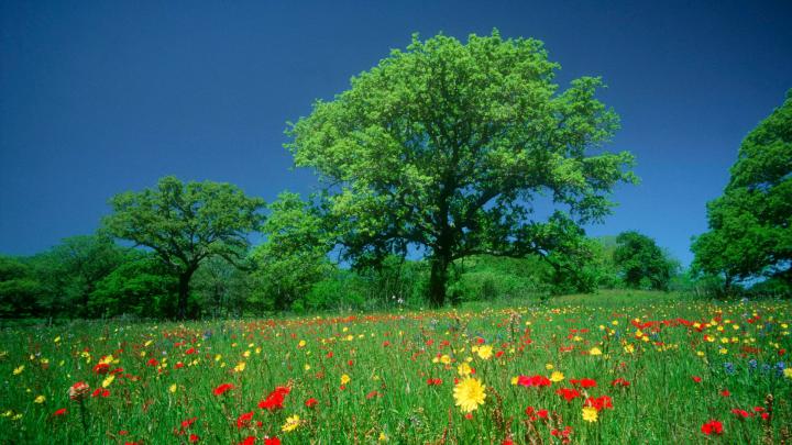 Large Screen Desktop Wallpapers -