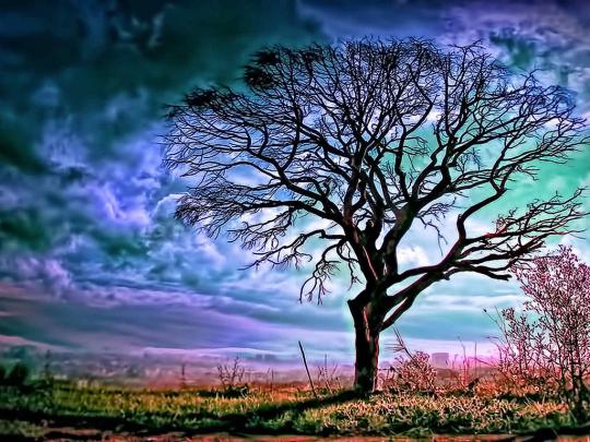 Beautiful Wallpapers for Desktop: Big Tree Wallpapers hd