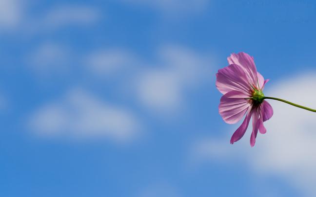 Large Screensavers or Wallpaper (58+ images)