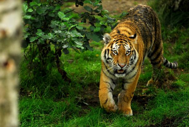 [48+] Big Cat Computer Wallpaper 