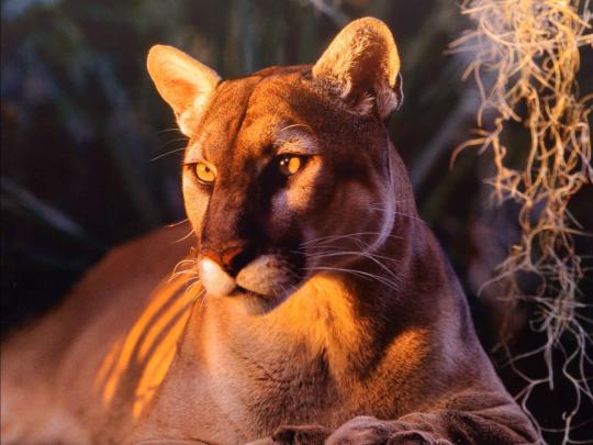 [48+] Big Cat Computer Wallpaper 