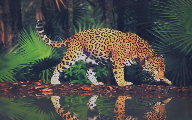 big, Cats, Jaguars, Animals Wallpapers HD \/ Desktop and Mobile Backgrounds