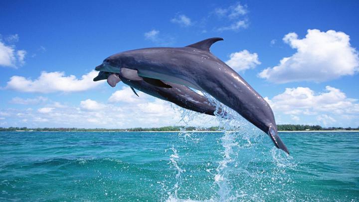Free Dolphin Wallpapers For Desktop