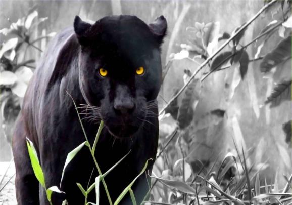 All In One Lovely Desktop \u0026 Mobile Wallpapers: Black Big Cats Wallpapers